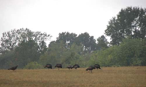 turkey hunting in middle tennessee